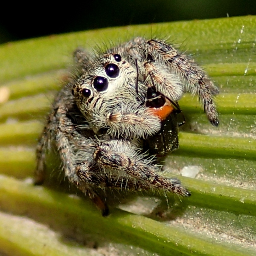 Philaeus chrysops con preda - Treviso